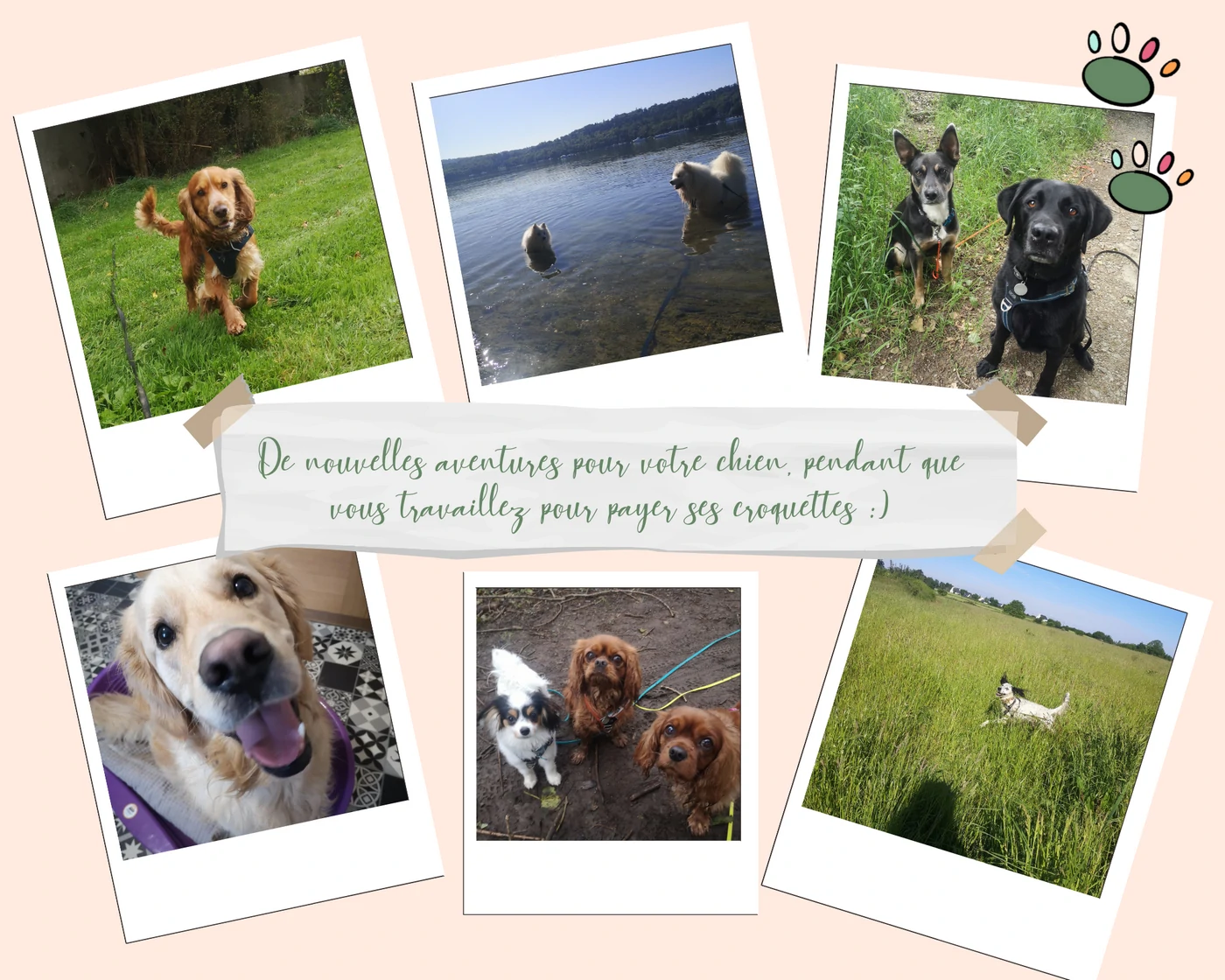 Pets by Mo, dog-walker à Brest (29, Finistère)
